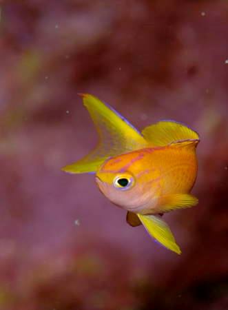 �����@���Ɖ�